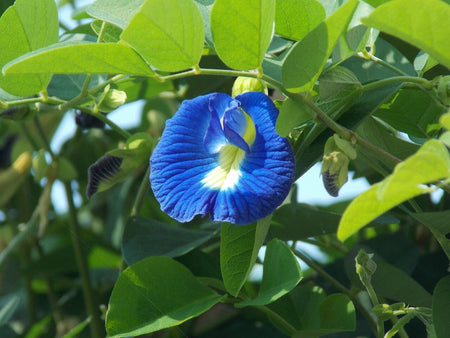 Butterfly pea flower bright blue