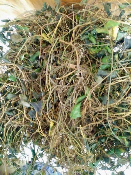 dried squaw vine or partridge berr vine