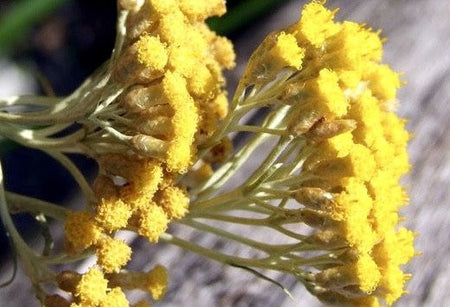 helichrysum flower