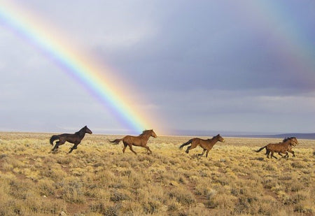 Herbal Pasture Support for horse from glenbrookfarm.com