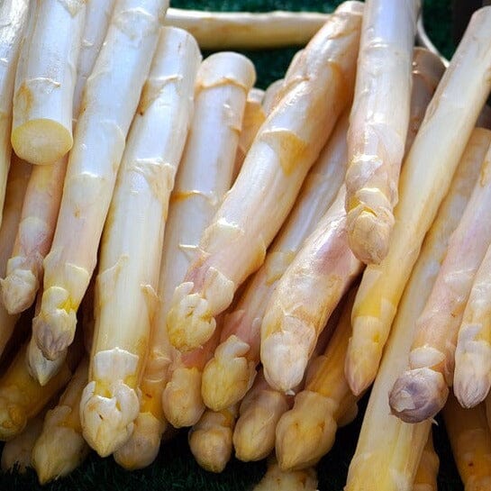 picture of white asparagus root